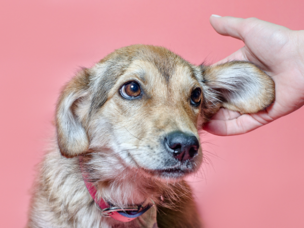 Address dog ear infections with Bi-Phasic Gel
