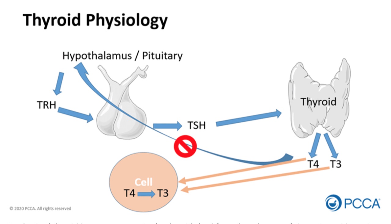 thyroid physiology hormone replacement therapy t3 t4 compounding pharmacy near me california ca