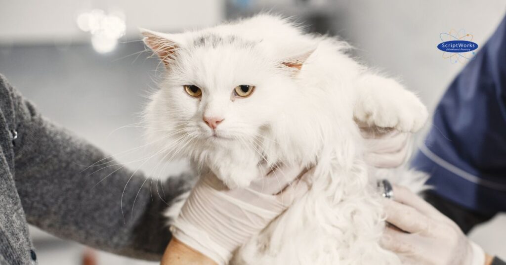 Feline Infectious Peritonitis & GS-441524: Offering New Hope for Bay Area Cats with FIP Diagnosis