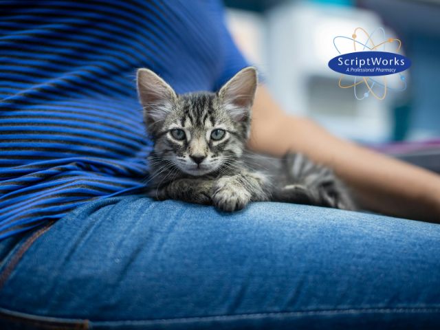 Cat with Feline Infectious Peritonitis (FIP) with the Owner at the Veterinarian