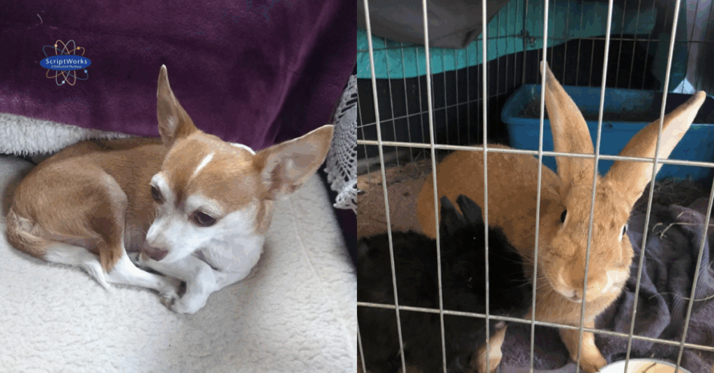 Real-World Veterinary Case Studies Featuring Compounded Medications