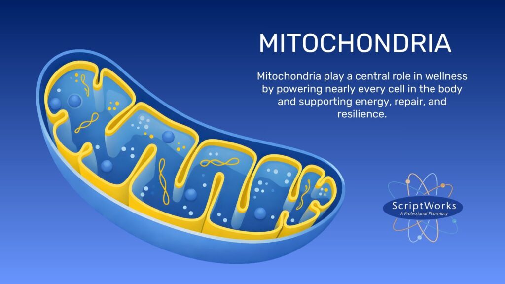 Mitochondria Supply Cells Energy