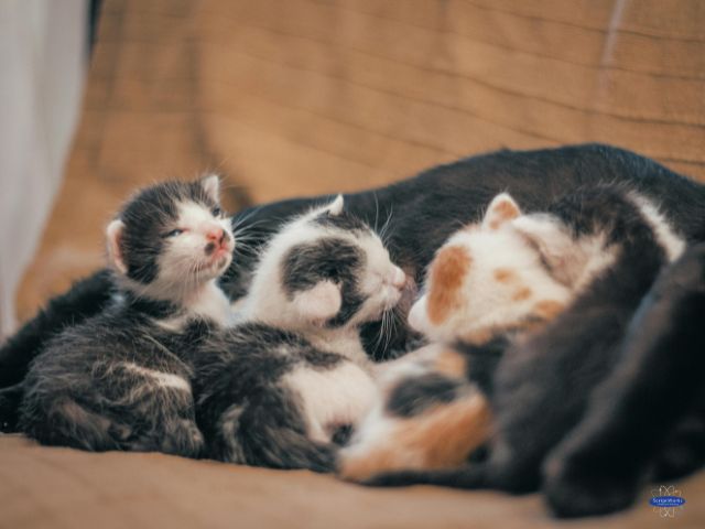 Kittens With Queen in FIP in Cats Risk Setting