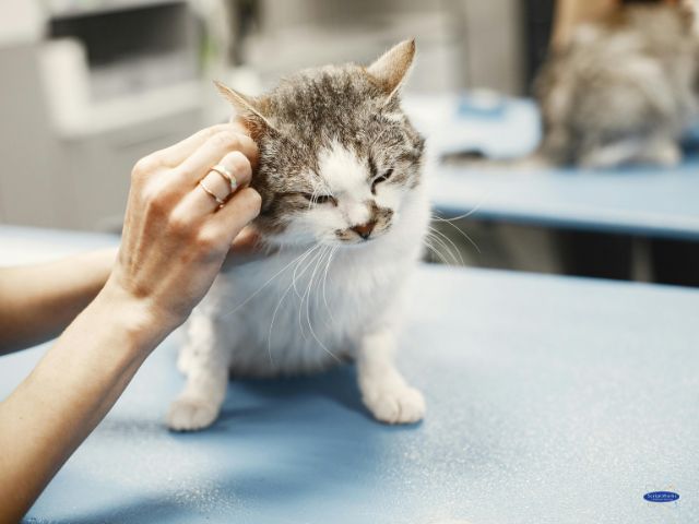 Veterinarian Examining Cat During Routine Clinic Checkup