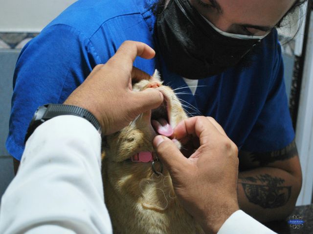 Veterinarian Examining Cat for FIP