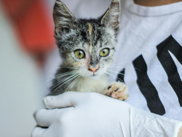 Veterinarian Holding Kitten During FIP Evaluation