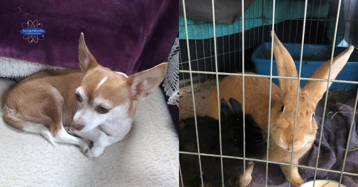 SWR-veterinary-animal-compounding-case-studies-california-pharmacy Real-World Veterinary Case Studies Featuring Compounded Medications