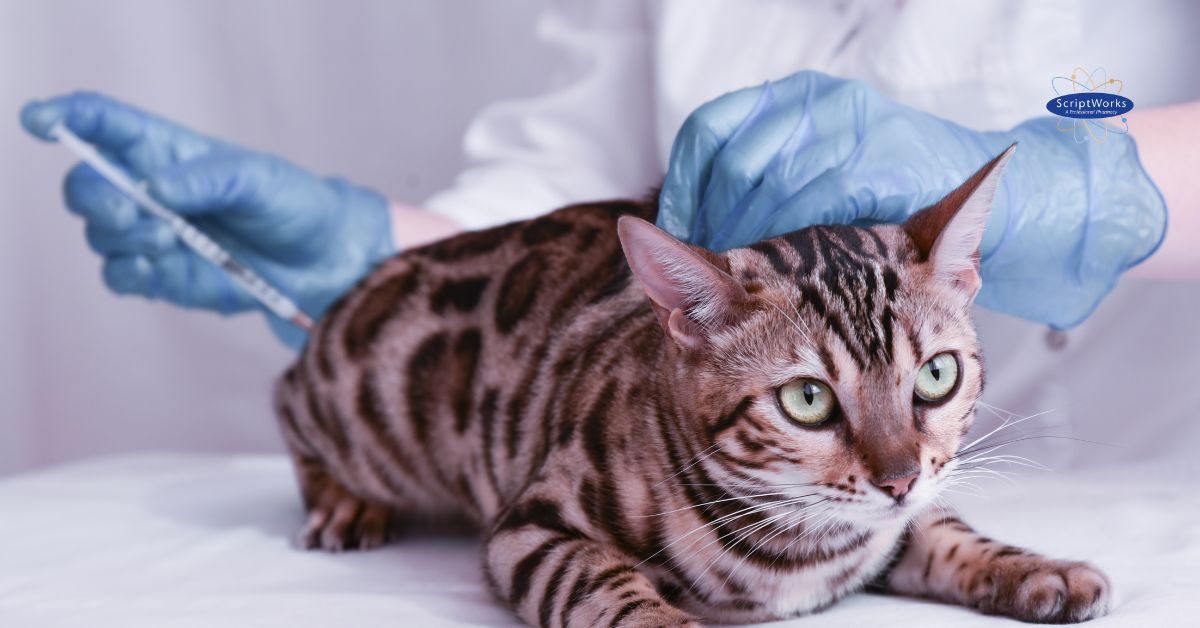 antiviral-medical-management-fip-cats-updated