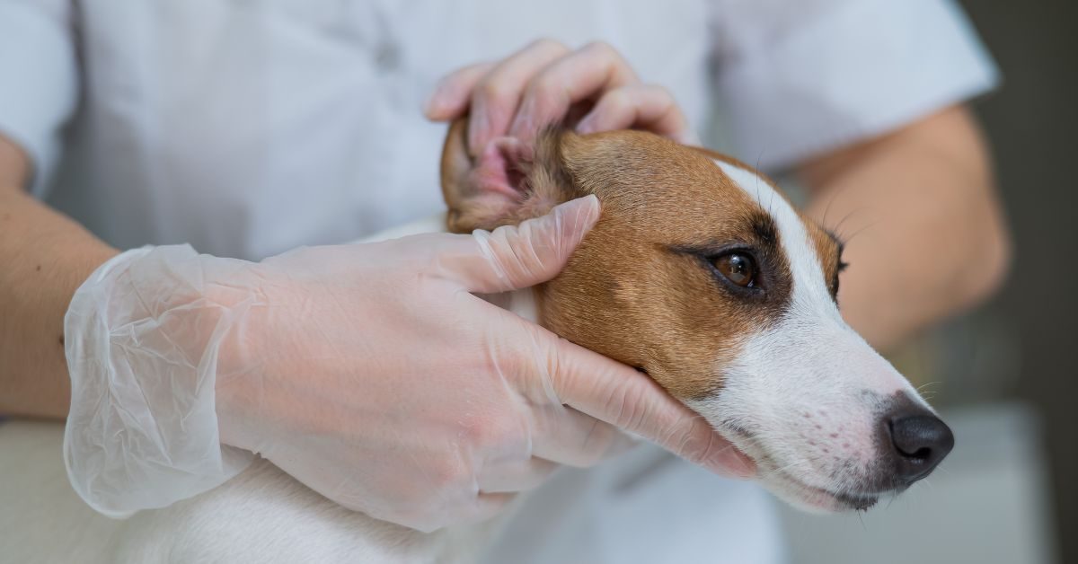 dog-ear-infections-bi-phasic-gel